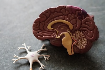 cerveau demence tdah geneve unige hug reiso 400