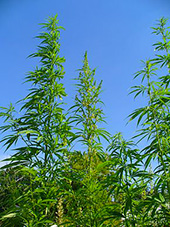 Cannabis H Zell Wikimedia Commons